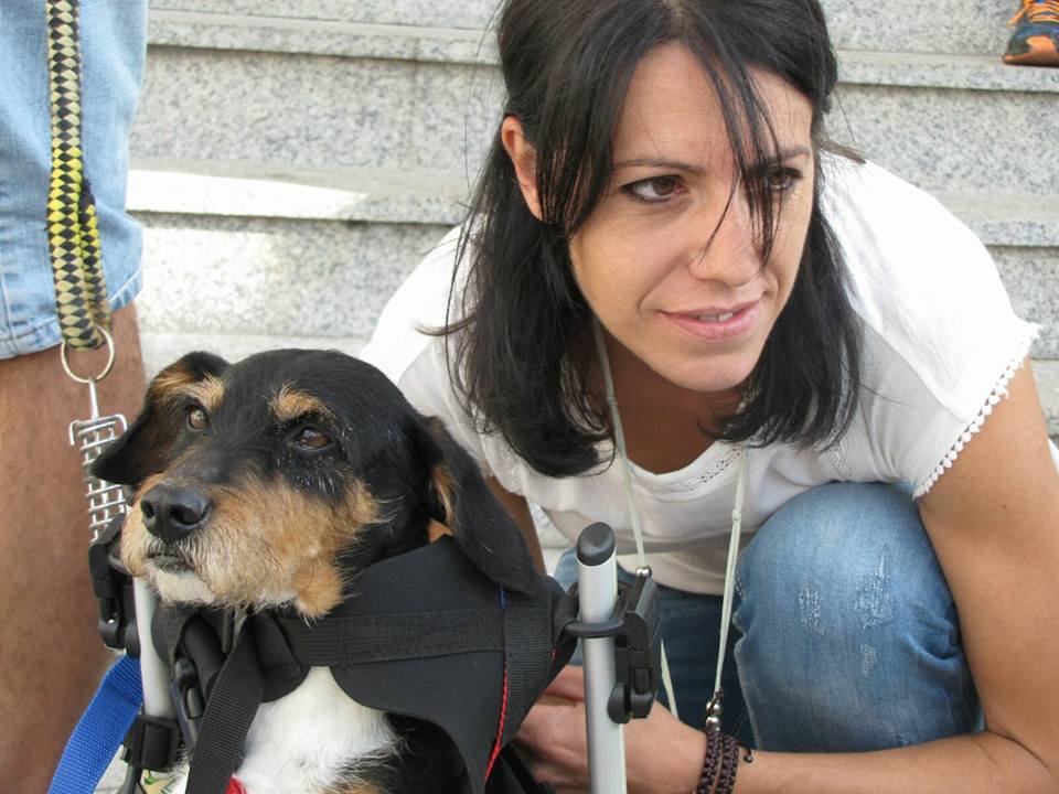 Dispara a un perro desde su ventana porque a su mujer "le molestaban los ladridos durante la siesta" Dispara a un perro desde su ventana porque a su mujer "le molestaban los ladridos durante la siesta"