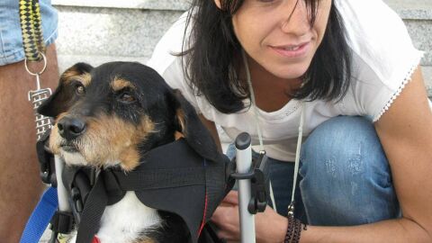 Barrio, perro tiroteado en Mu&ntilde;overos