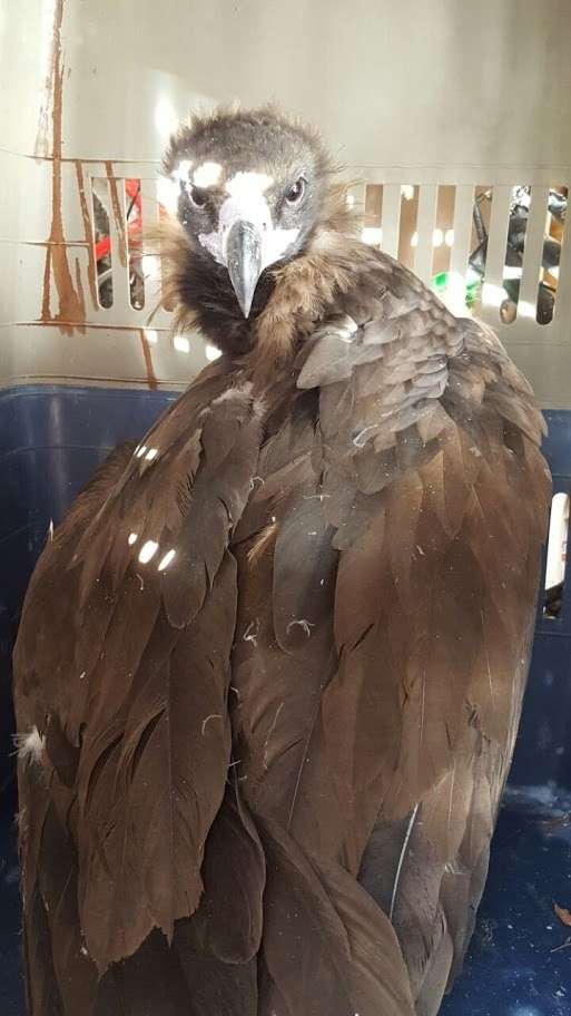 Rescatado un ejemplar de buitre negro lesionado en Quer (Guadalajara) Rescatado un ejemplar de buitre negro lesionado en Quer (Guadalajara)