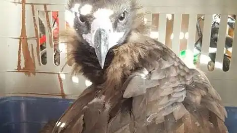 Buitre negro Buitre negro rescatado por Seprona en Quer (Guadalajara)