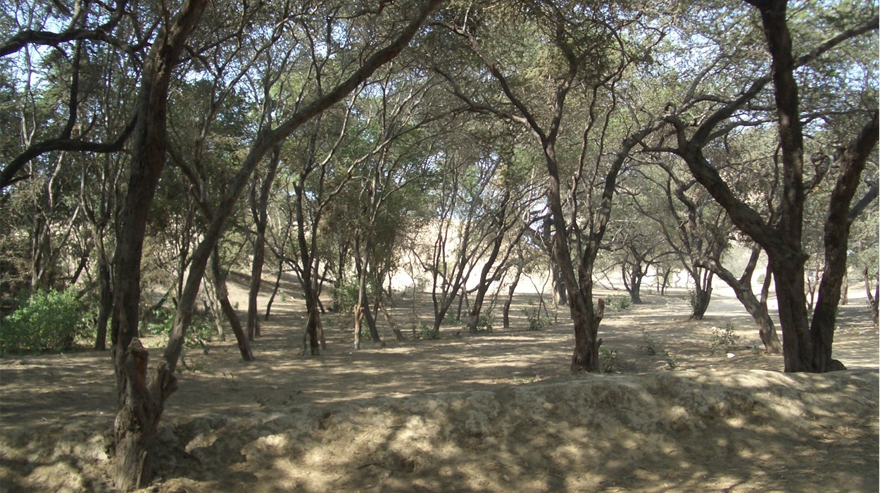 ¿Cómo reaccionan los bosques a las sequías? ¿Cómo reaccionan los bosques a las sequías?
