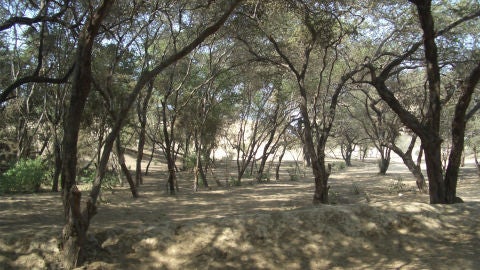 Sequ&iacute;a en los bosques