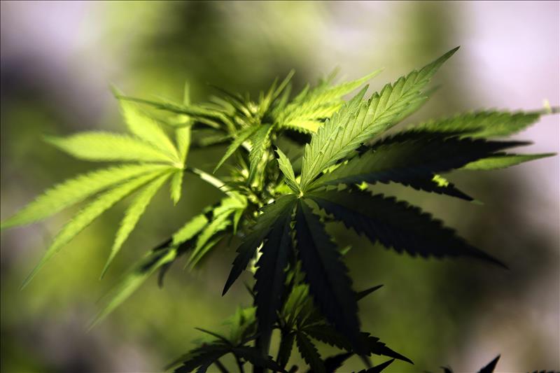 Alemania prevé legalizar el uso medicinal del cannabis a partir de 2017 Alemania prevé legalizar el uso medicinal del cannabis a partir de 2017