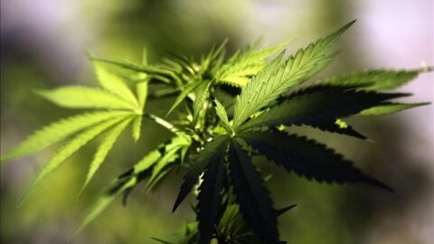 Plantas de cannabis