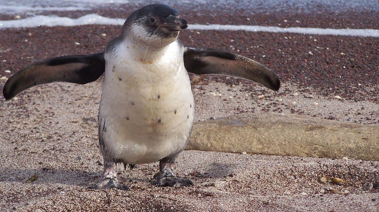 Un pingüino desorientado visita las calles de Perú Un pingüino desorientado visita las calles de Perú