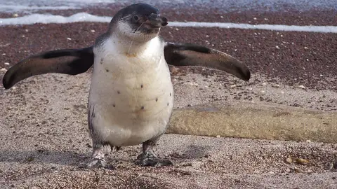 Pingüino Pingüino