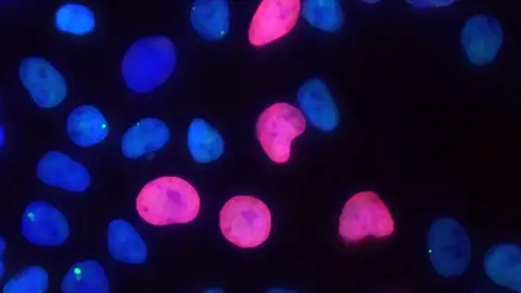 Un equipo del CNIO logra generar en el laboratorio células madre más seguras Un equipo del CNIO logra generar en el laboratorio células madre más seguras