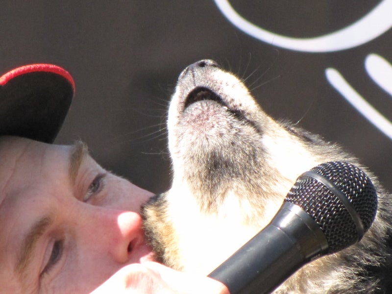 Canes con talento: perros que cantan Canes con talento: perros que cantan