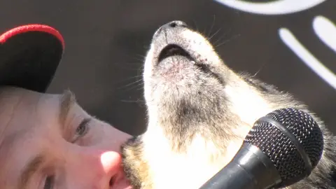 Perro cantante Perro cantante