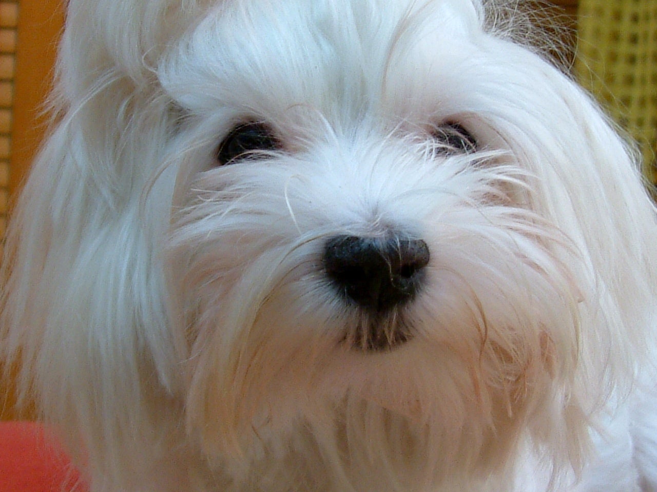 Alopecias en perros de pelo largo Alopecias en perros de pelo largo