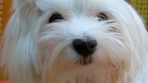 Bichón Maltés Bichón Maltés
