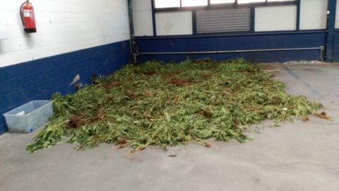 Marihuana acumulada en el parking de la comisar&iacute;a de Olot