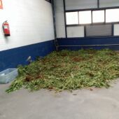 Marihuana acumulada en el parking de la comisaría de Olot