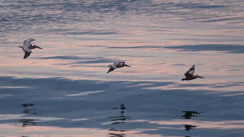 Aves marinas
