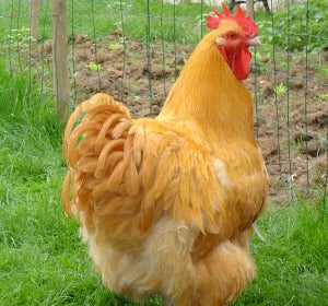Gallina Gallina
