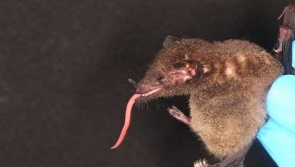 Descubierto en Bolivia un murciélago con una gran lengua Descubierto en Bolivia un murciélago con una gran lengua