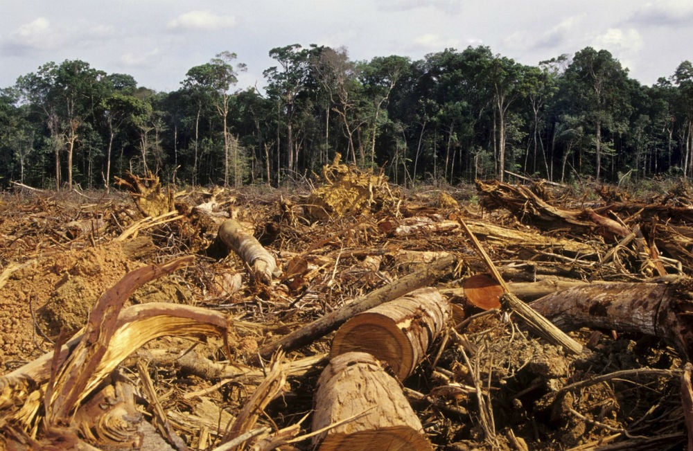 Eureka: Los riesgos de la deforestación Eureka: Los riesgos de la deforestación
