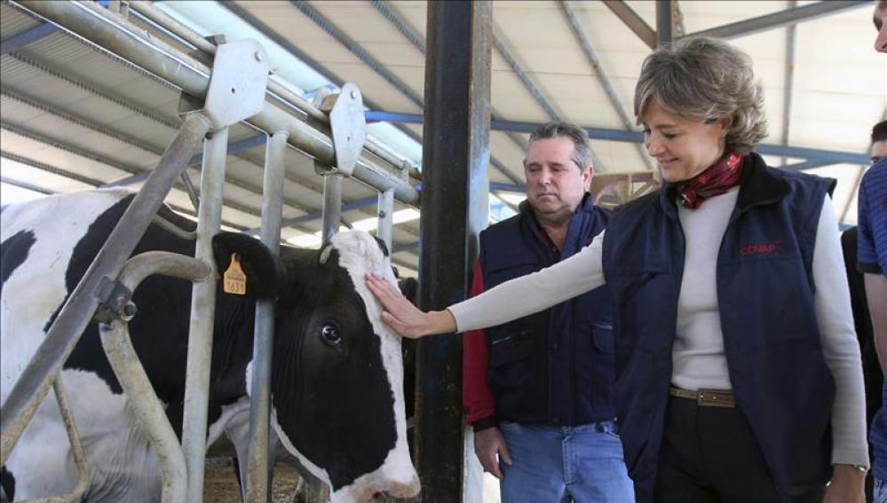 La ministra de Agricultura, Alimentación y Medio Ambiente, Isabel García Tejerina (d), acaricia a una vaca de una explotación ganadera.