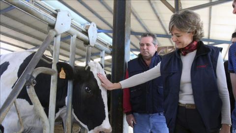 La ministra de Agricultura, Alimentaci&oacute;n y Medio Ambiente, Isabel Garc&iacute;a Tejerina (d), acaricia a una vaca de una explotaci&oacute;n ganadera.