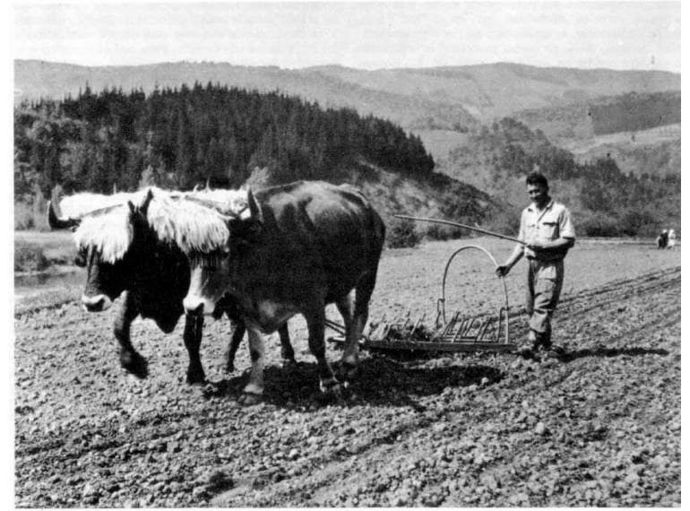 La Brújula de la Ciencia: El origen de los vascos no es tan antiguo La Brújula de la Ciencia: El origen de los vascos no es tan antiguo