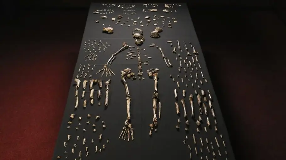 Homo Naledi Homo Naledi