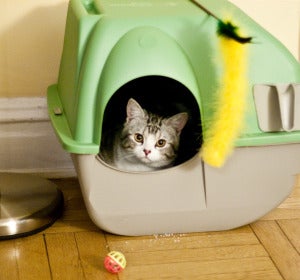 Gato en arenero Gato en arenero