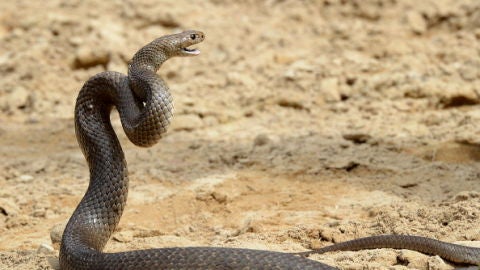 Mordedura de serpiente