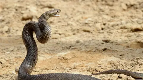 Mordedura de serpiente Mordedura de serpiente