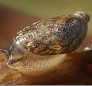 Acicula norrisi Acicula norrisi