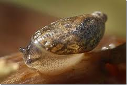 Una construcción destruye la población de una especie de caracol en peligro de extinción Una construcción destruye la población de una especie de caracol en peligro de extinción