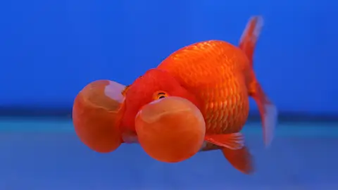 Goldfish Goldfish