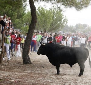Toro de la Vega Toro de la Vega