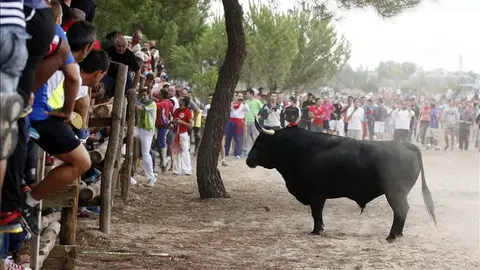 Toro de la Vega Toro de la Vega
