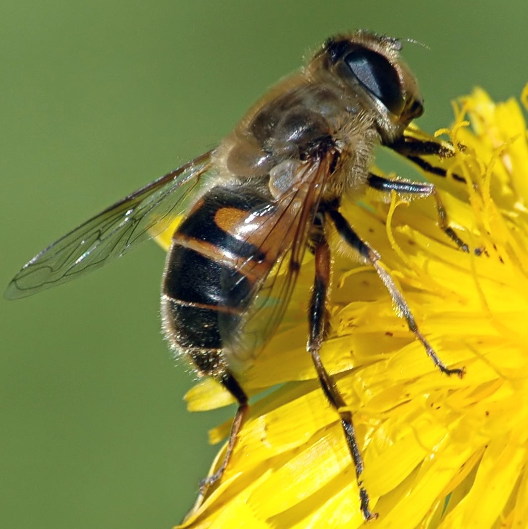 Naturaleza: "Si las abejas se extinguieran la humanidad duraría 4 años" Naturaleza: "Si las abejas se extinguieran la humanidad duraría 4 años"