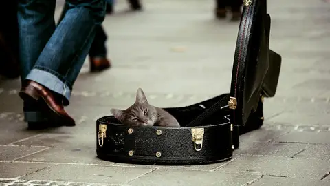 Gato en funda de guitarra Gato en funda de guitarra