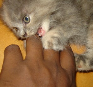 Gato mordiendo mano Gato mordiendo mano