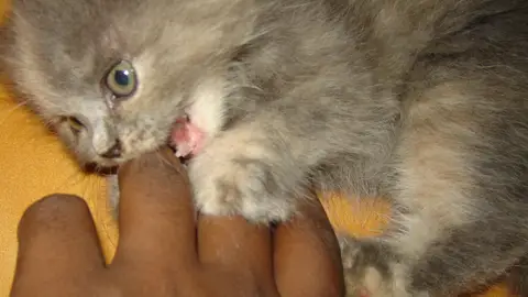 Gato mordiendo mano Gato mordiendo mano
