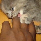 Gato mordiendo mano