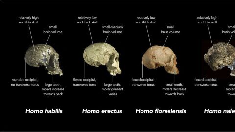 Homo naledi