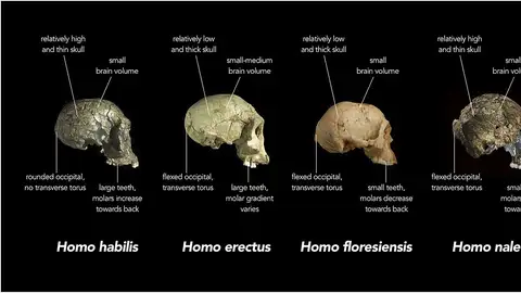 Homo naledi Homo naledi