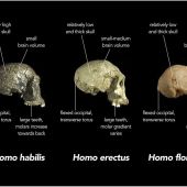 Homo naledi