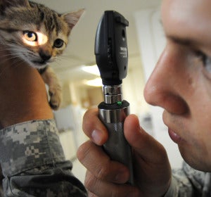 Veterinario Veterinario