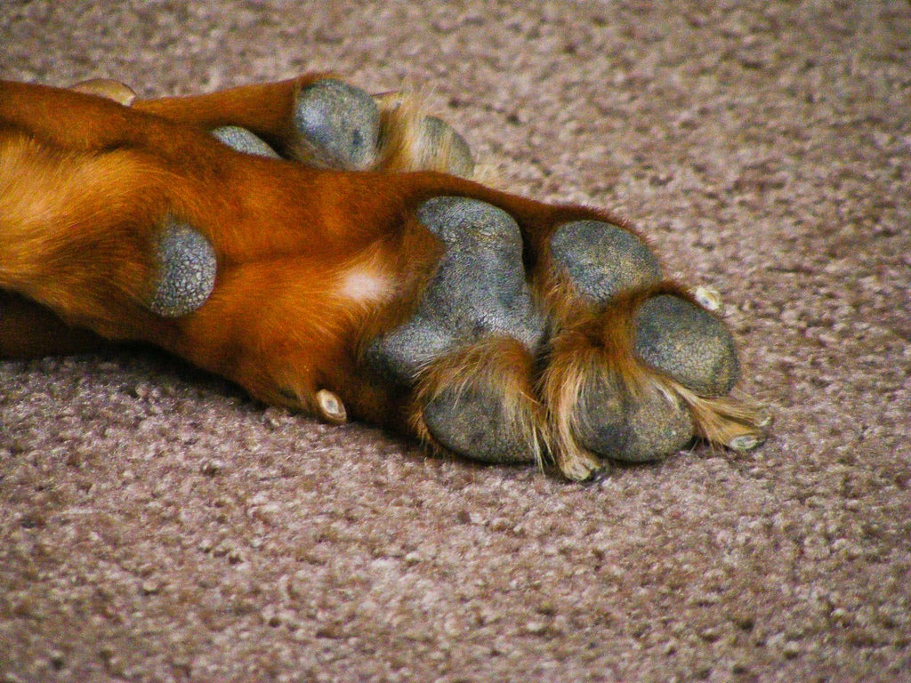 Almohadillas cuarteadas: un problema doloroso para nuestros perros Almohadillas cuarteadas: un problema doloroso para nuestros perros