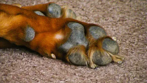Almohadillas de perro Almohadillas de perro
