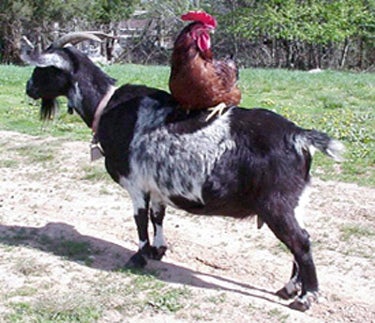 Cabras que imitan otros animales Cabras que imitan otros animales
