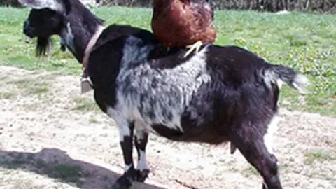 Cabra y gallina Cabra y gallina