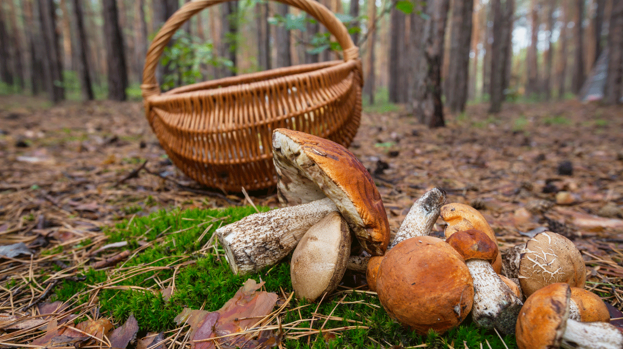 Naturaleza: Trucos para recolectar las mejores setas Naturaleza: Trucos para recolectar las mejores setas