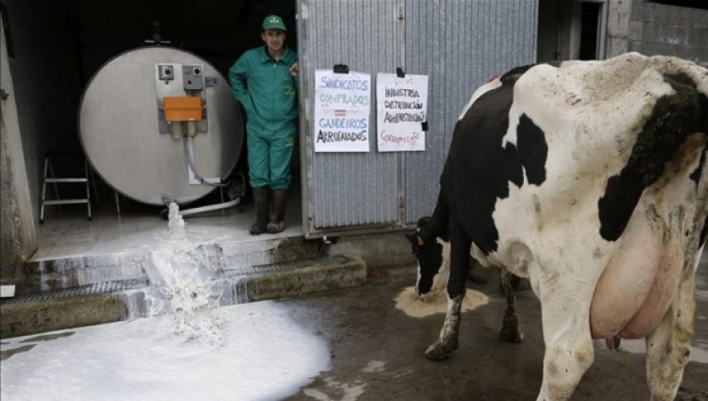 El presidente de la Organización de Productores Lácteos tira la leche almacenada 