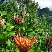 Región floral del Cabo