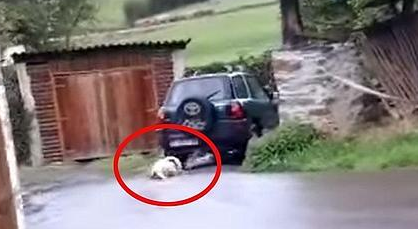 Denunciado un vecino de Tineo por arrastra a su perro atado a un todo terreno Denunciado un vecino de Tineo por arrastra a su perro atado a un todo terreno